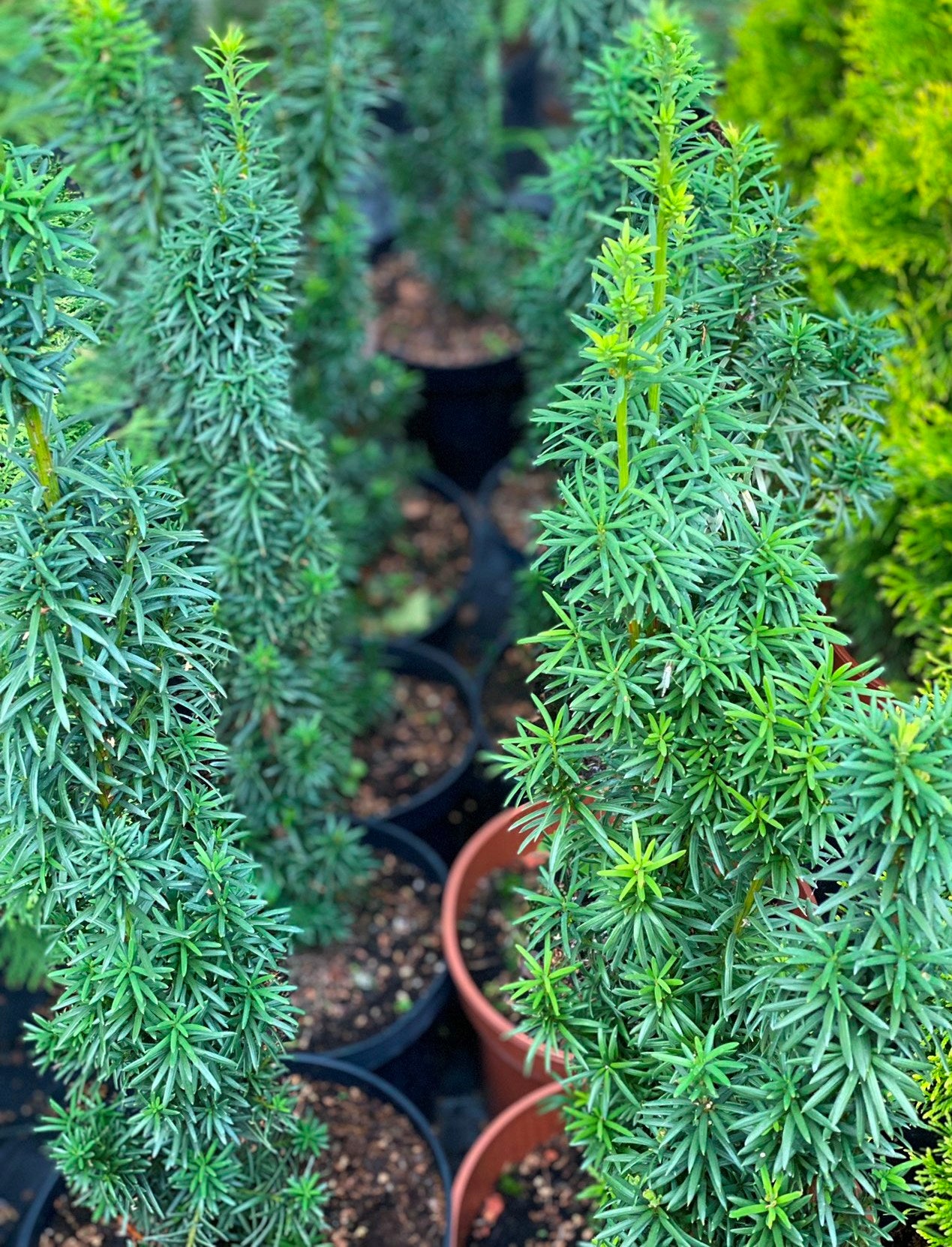 Kukmedis tarpinis (Taxus media) 'Wojtek'