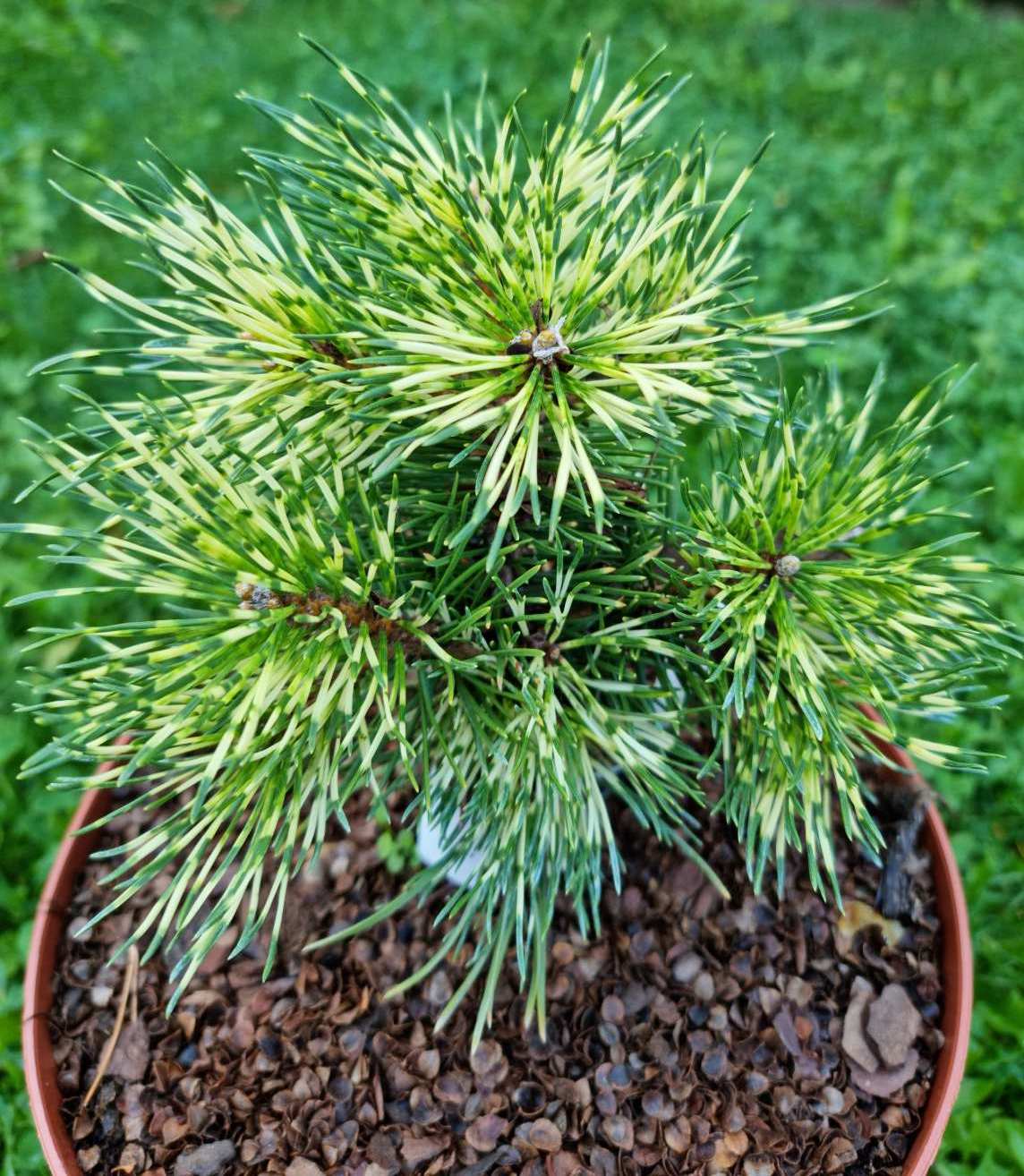 Pušis kablelinė (Pinus uncinata) 'Billabong'