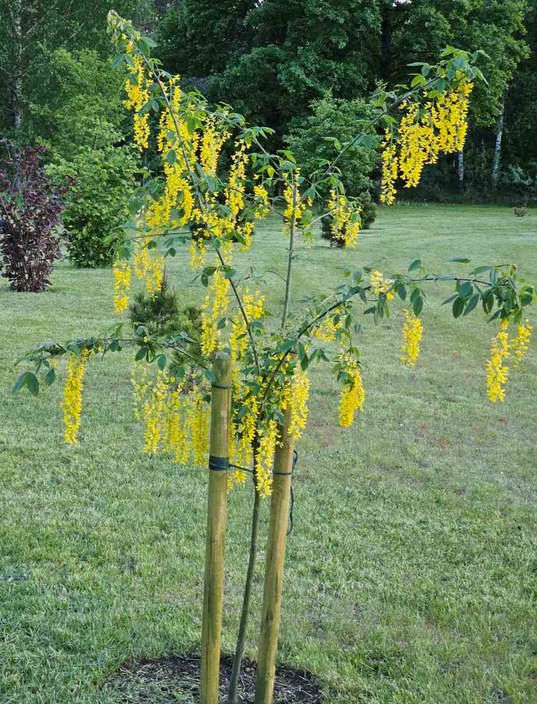 Pupmedis (Laburnum) 'Vossii'