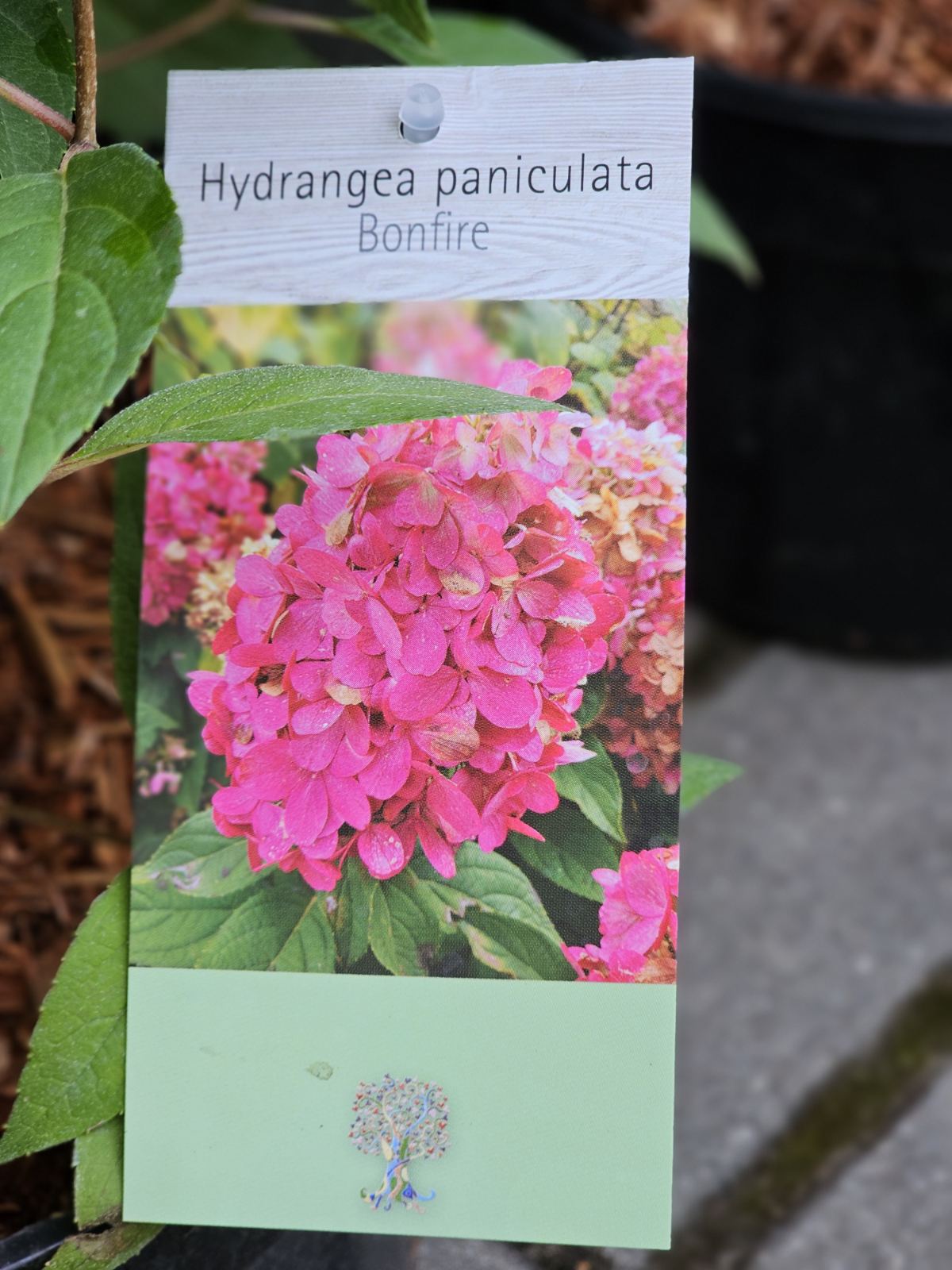 Hortenzija šluotelinė (Hydrangea paniculata) 'Bonfire'