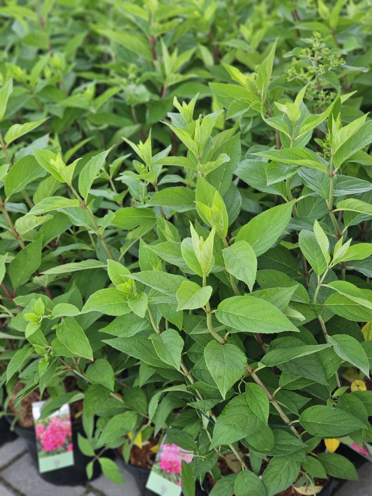 Hortenzija šluotelinė (Hydrangea paniculata) 'Bonfire'
