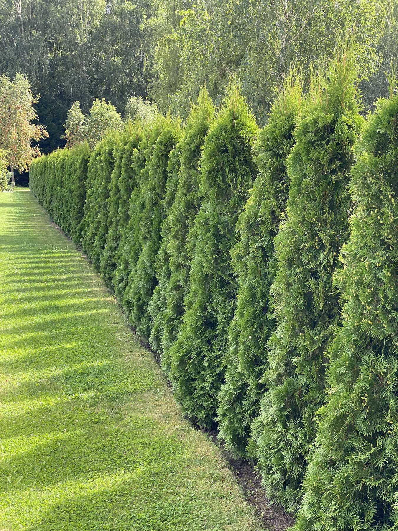 Tuja vakarinė (Thuja occidentalis) 'Smaragd'