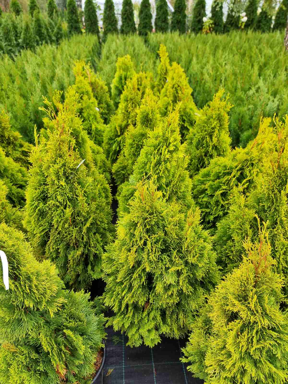 Tuja vakarinė (Thuja occidentalis) 'Golden Smaragd'