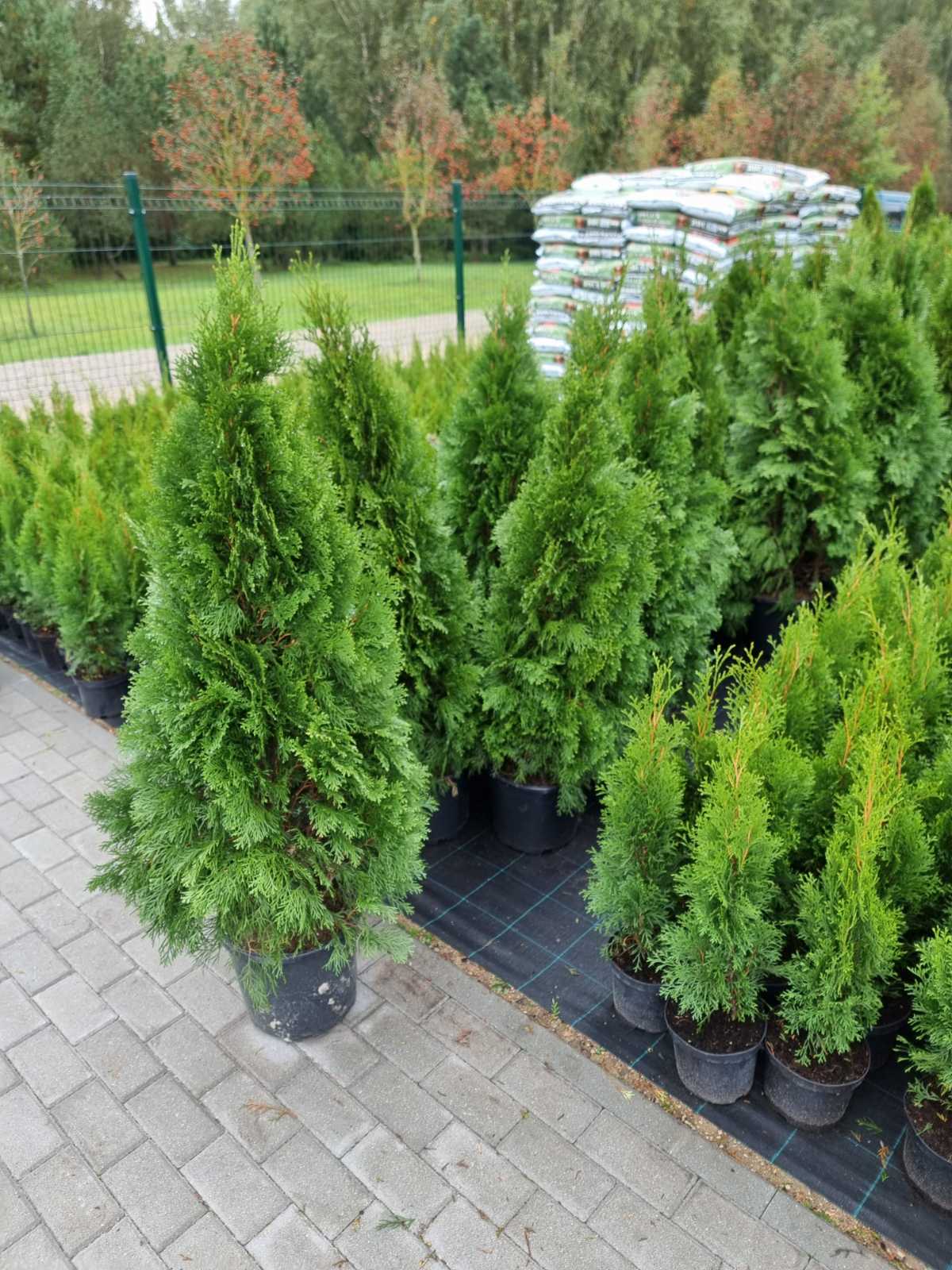 Tuja vakarinė (Thuja occidentalis) 'Smaragd'
