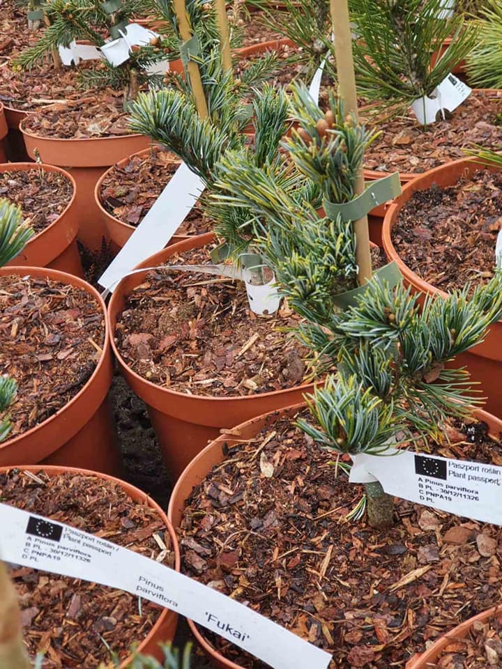 Pušis smulkiažiedė (Pinus parviflora) 'Fukai'
