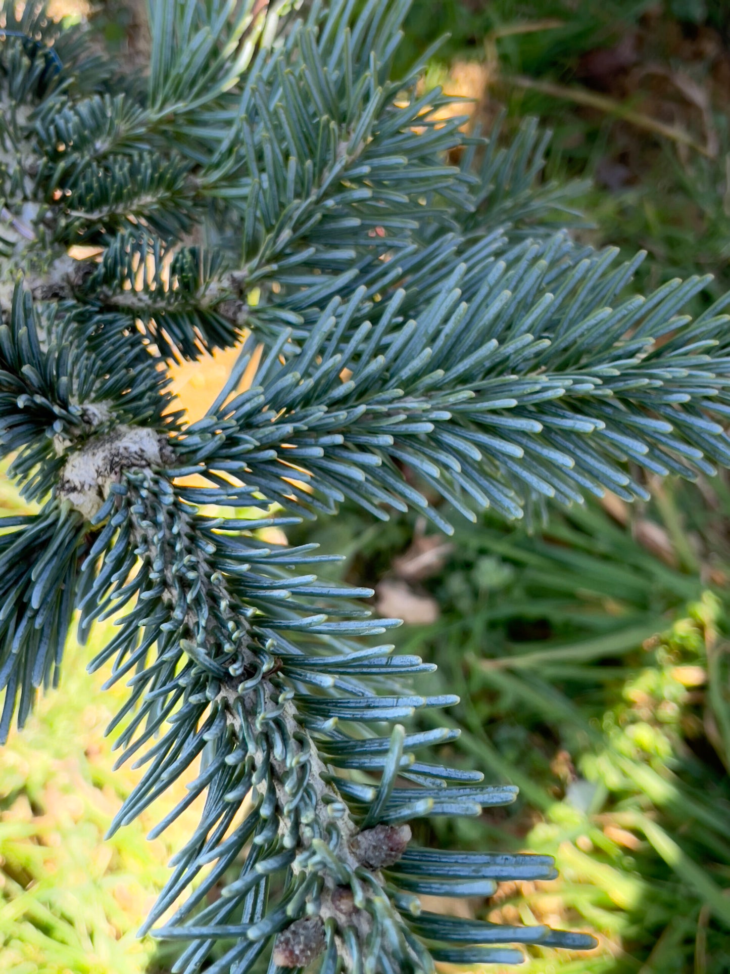 Kėnis subalpinis (Abies lasiocarpa) 'Argentea'