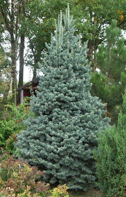 Kėnis subalpinis (Abies lasiocarpa) 'Argentea'