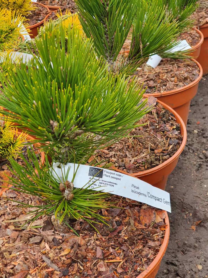 Baltažievė pušis (Pinus leucodermis) 'Compact Gem'