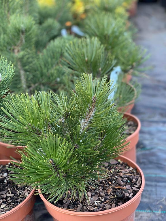 Pušis baltažievė (Pinus leucodermis) 'Little Dracula'