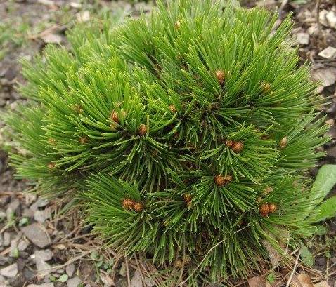 Baltažievė pušis (Pinus leucodermis) 'Schmidtii'