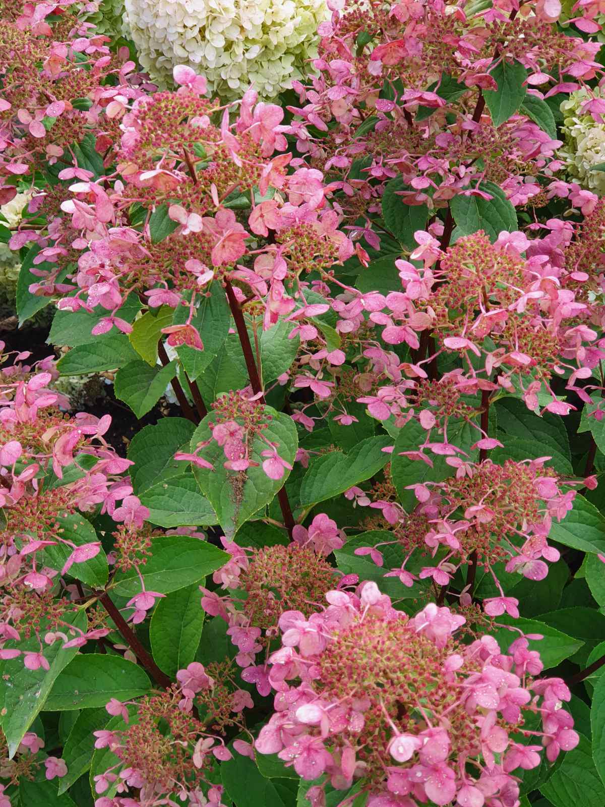 Stiebinė šluotelinė hortenzija (Hydrangea paniculata) 'Candlelight' Pa