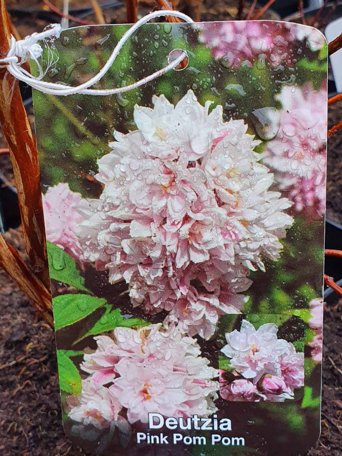 Deucija hibridinė (Deutzia hybrida) 'Pink Pom-Pom'