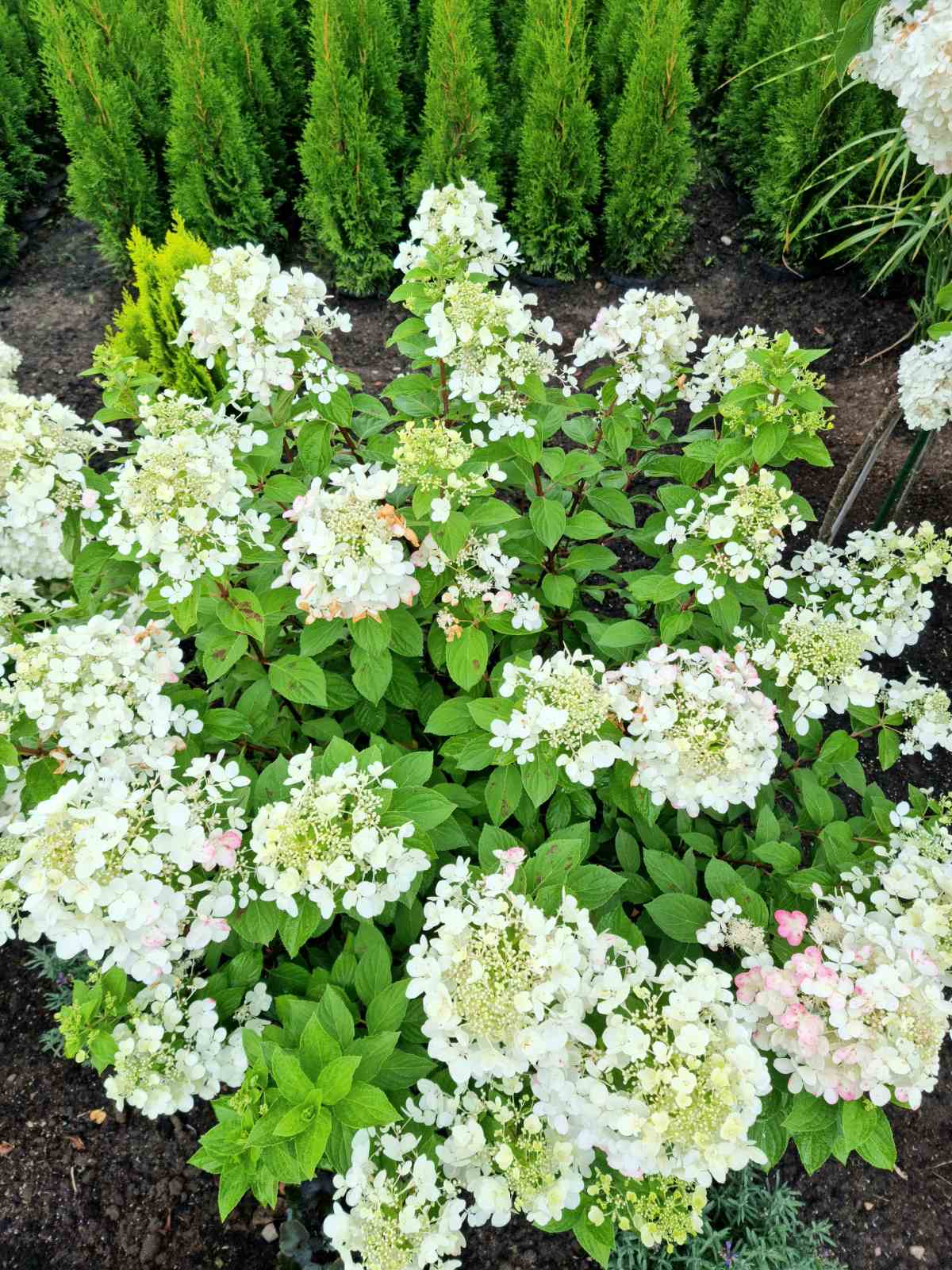 Hortenzija šluotelinė (Hydrangea paniculata) 'Diamant Rouge'