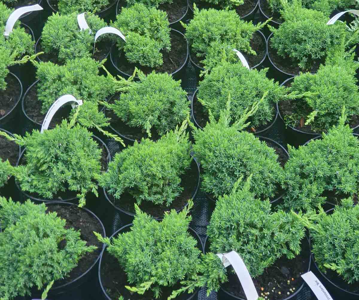 Kadagys gulsčiasis (Juniperus procumbens) 'Nana'