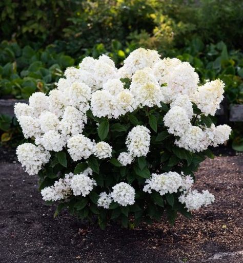Hortenzija šluotelinė (Hydrangea paniculata) Living 'Little Blossom'