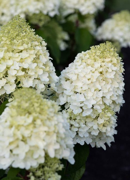 Hortenzija šluotelinė (Hydrangea paniculata) Living 'Little Blossom'