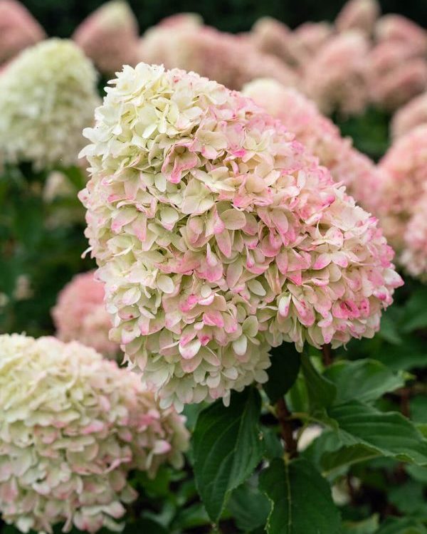 Hortenzija šluotelinė (Hydrangea paniculata) Living 'Summer Love'