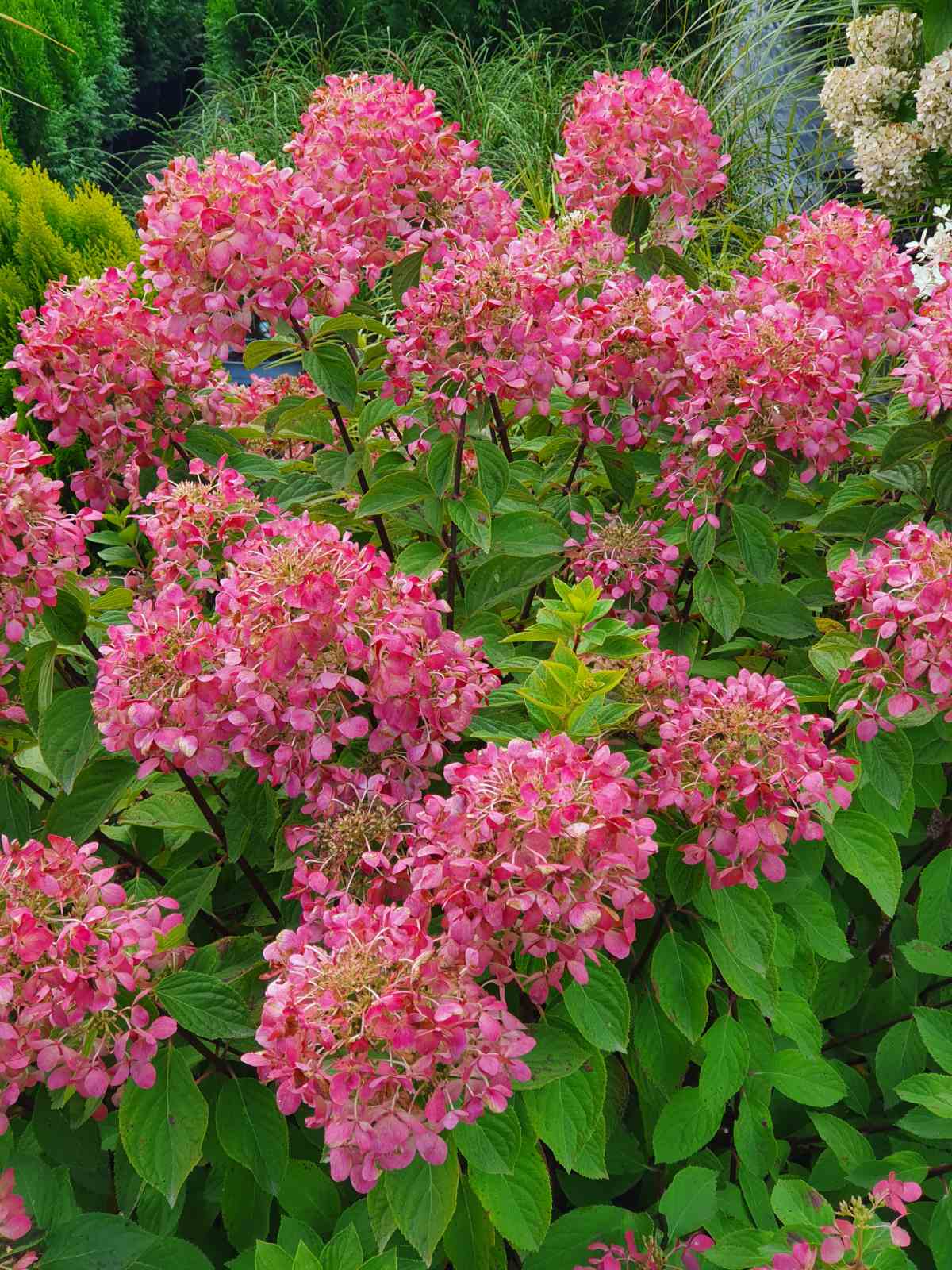 Hortenzija šluotelinė (Hydrangea paniculata) 'Diamant Rouge'