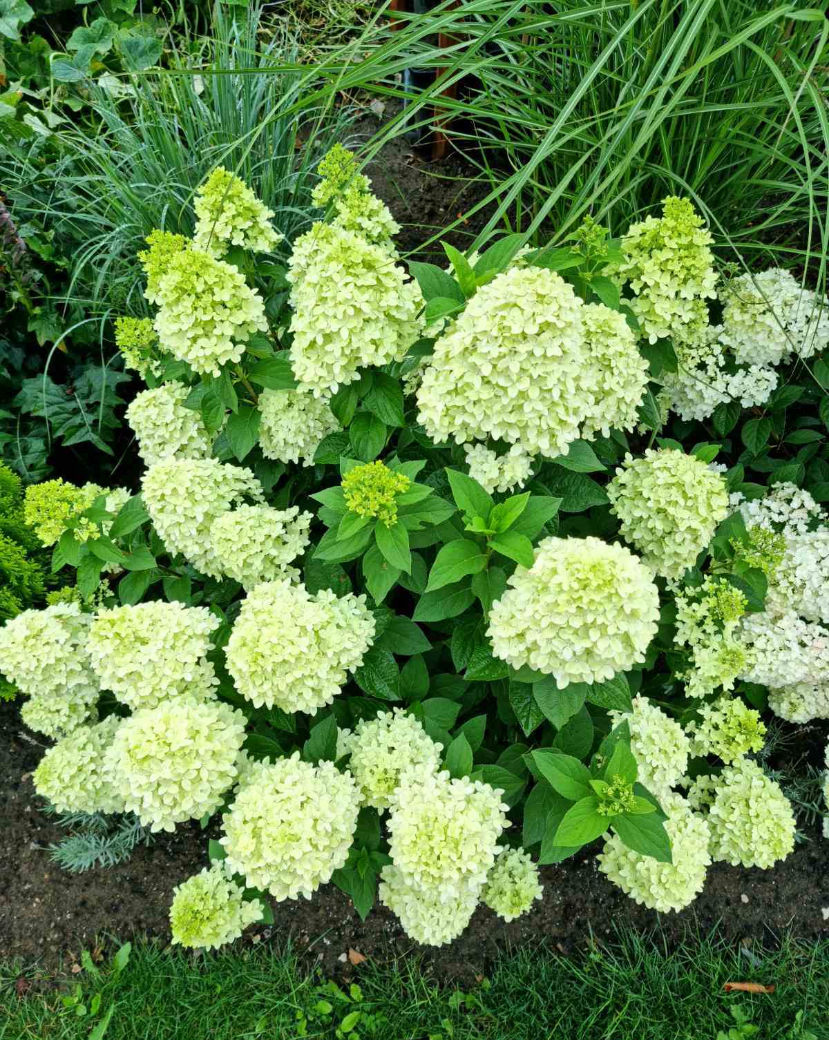 Hortenzija šluotelinė (Hydrangea paniculata) 'Magical Candle'