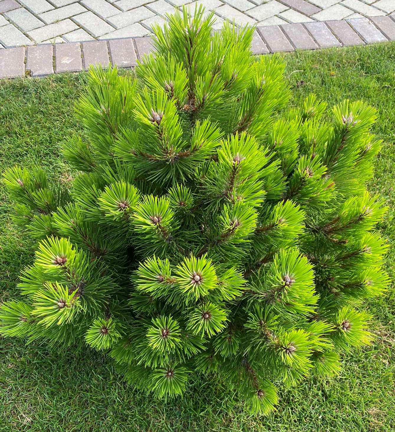 Pušis juodoji (Pinus nigra) 'Helga'