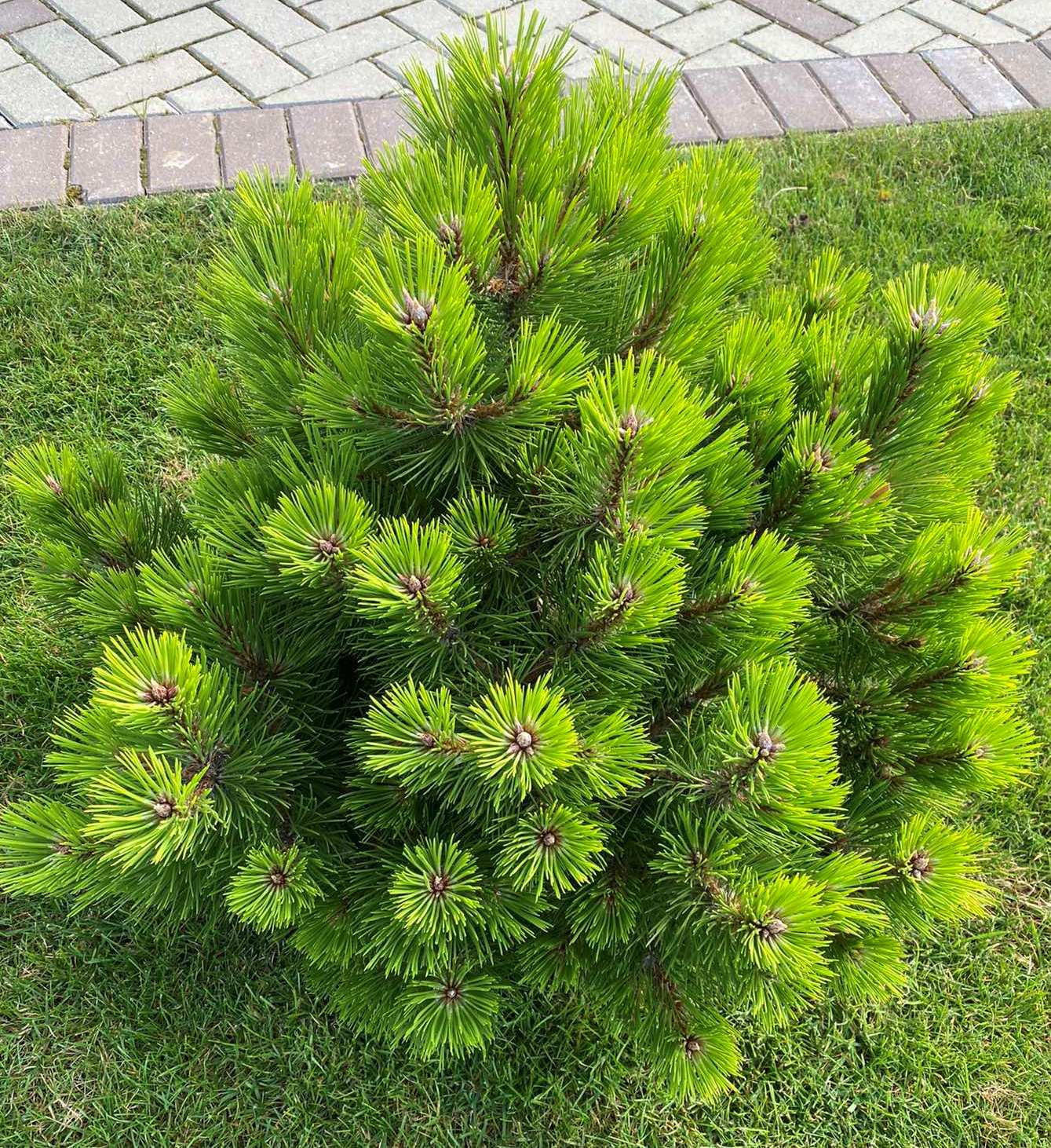 Juodoji pušis (Pinus nigra) 'Helga'