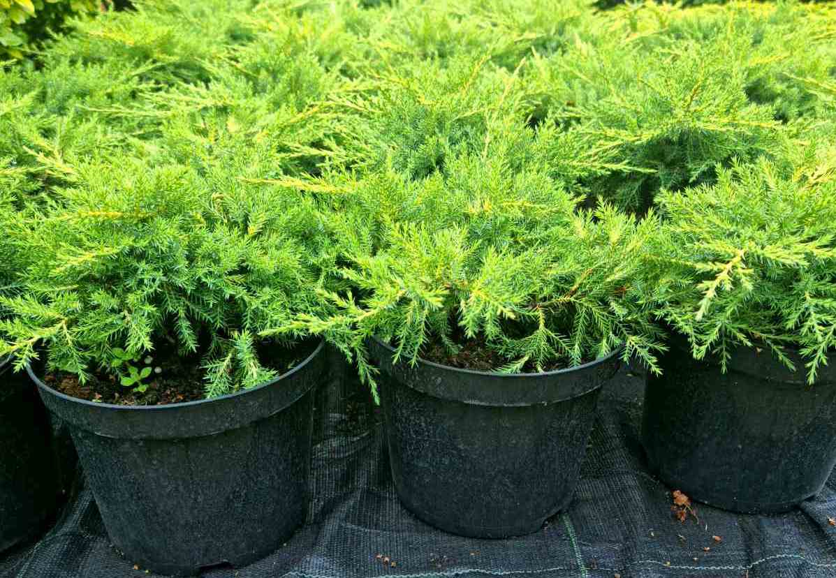 Kadagys tarpinis (Juniperus pfitzeriana) 'Gold Star'
