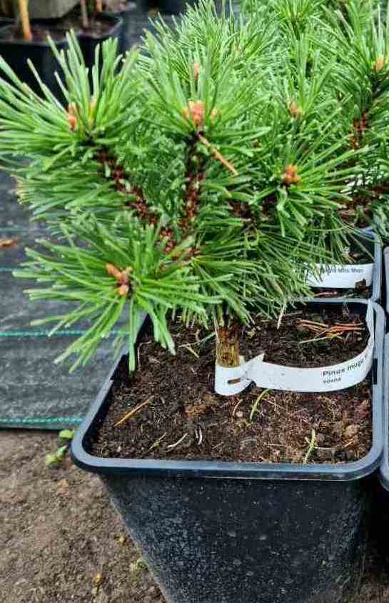Pušis kalninė (Pinus mugo) ‘Gnom Findling’