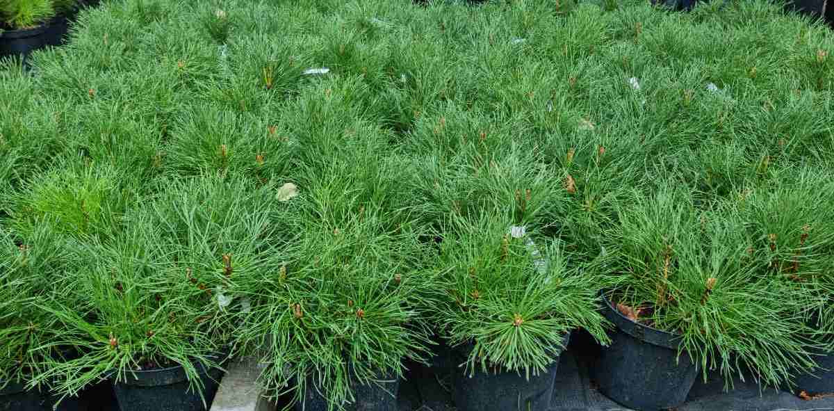 Pušis kalninė (Pinus mugo) 'Mughus'