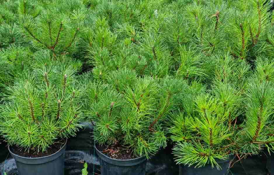 Pušis kalninė (Pinus mugo) 'Pumilio'