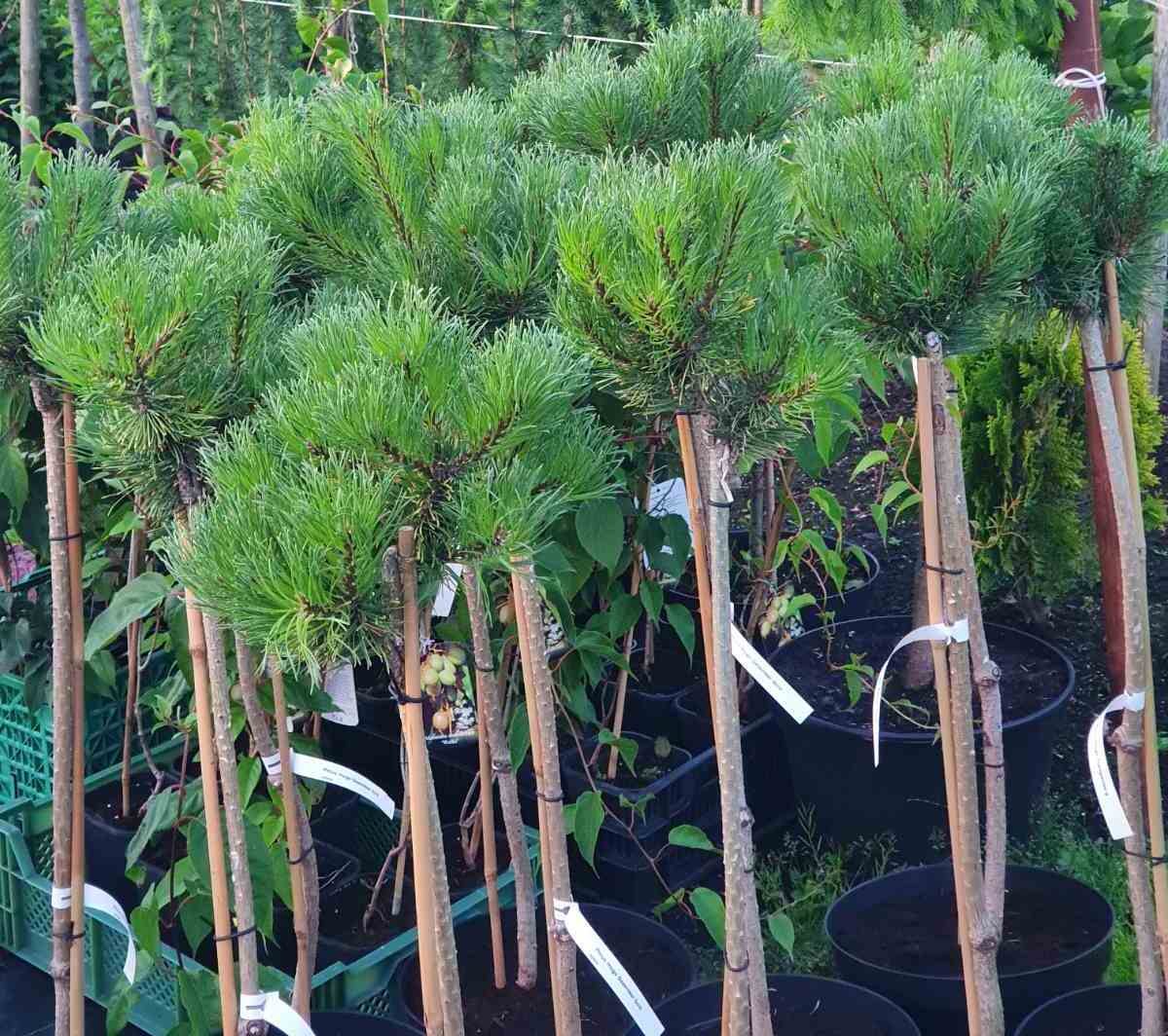 Pušis paprastoji (Pinus sylvestris) 'Andorra Compacta' Pa