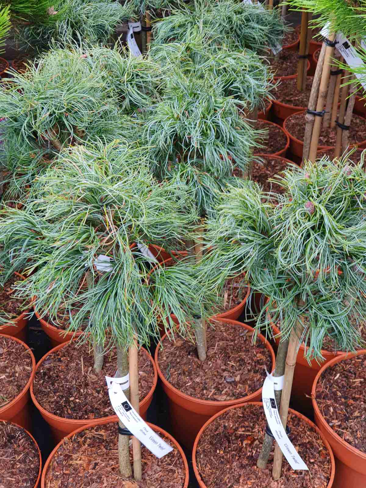 Pušis veimutinė (Pinus strobus) 'Green Twist' Pa