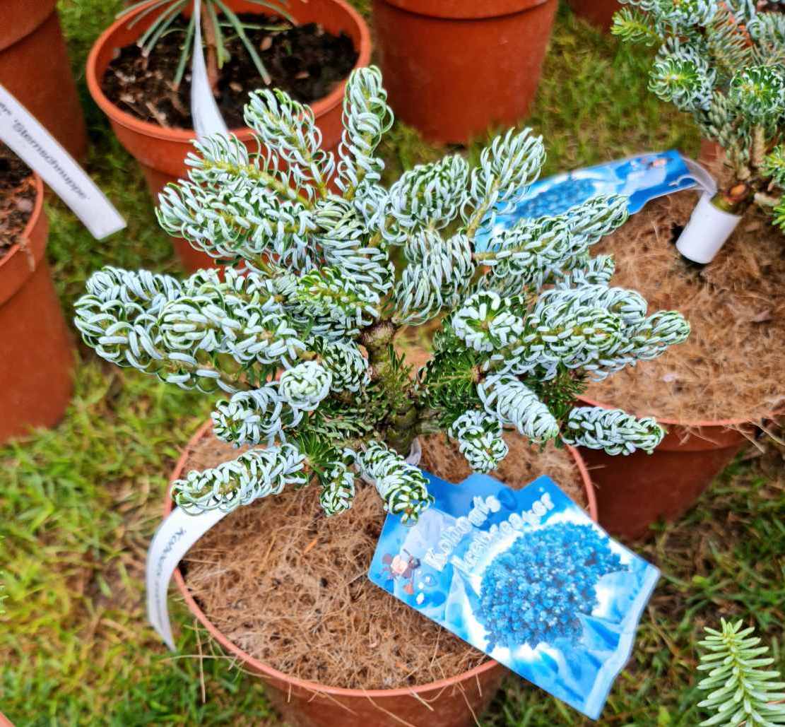 Kėnis korėjinis (Abies koreana) 'Kohouts Icebreaker'