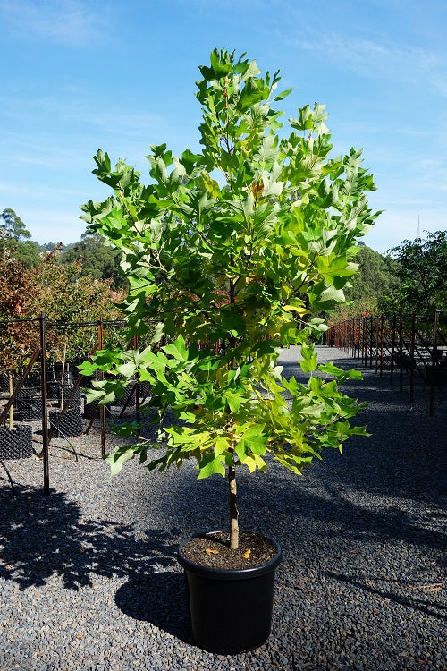 Tulpmedis gelsvažiedis (Liriodendron tulipifera)