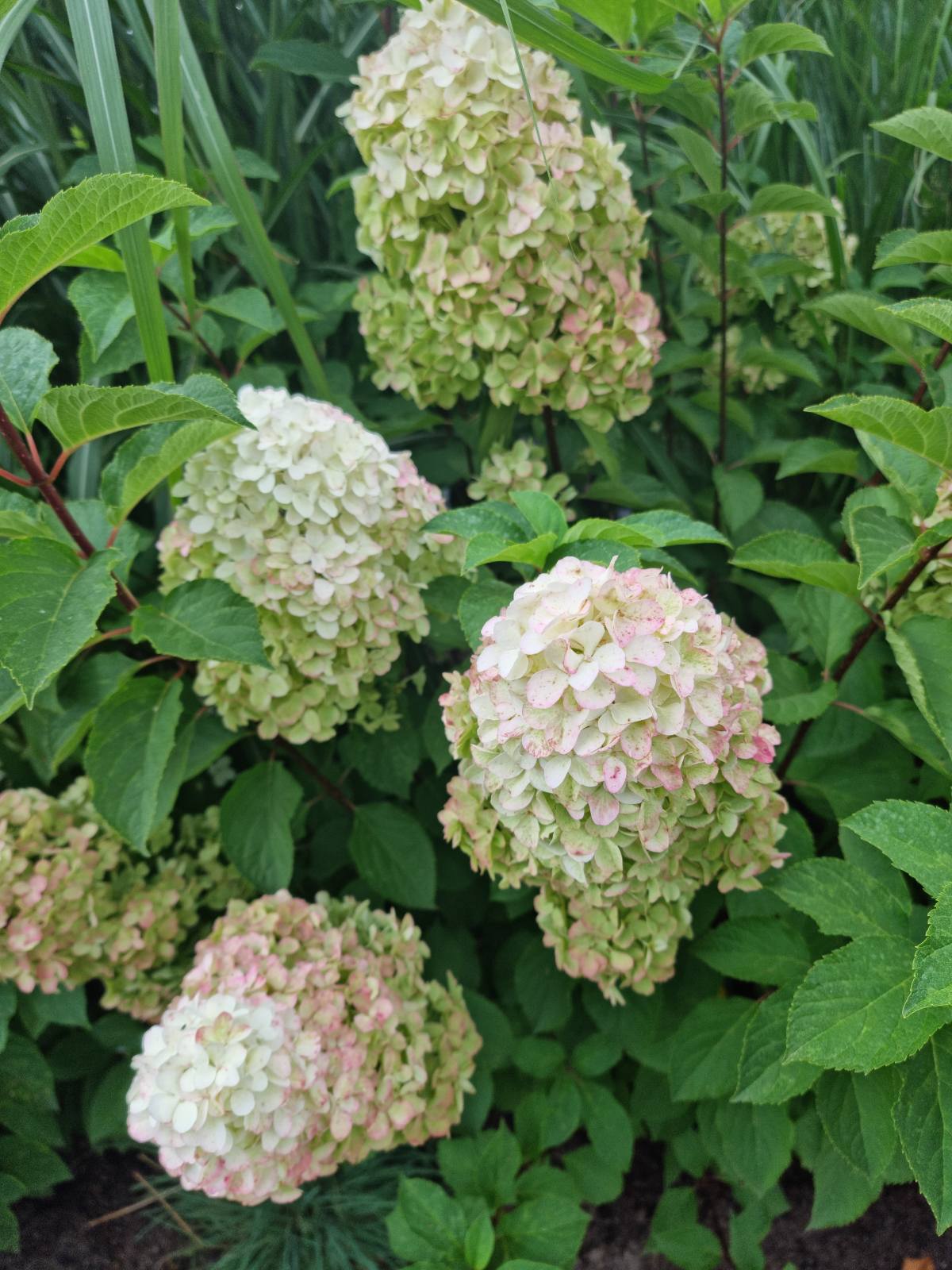 Hortenzija šluotelinė (Hydrangea paniculata) 'Magical Moonlight'