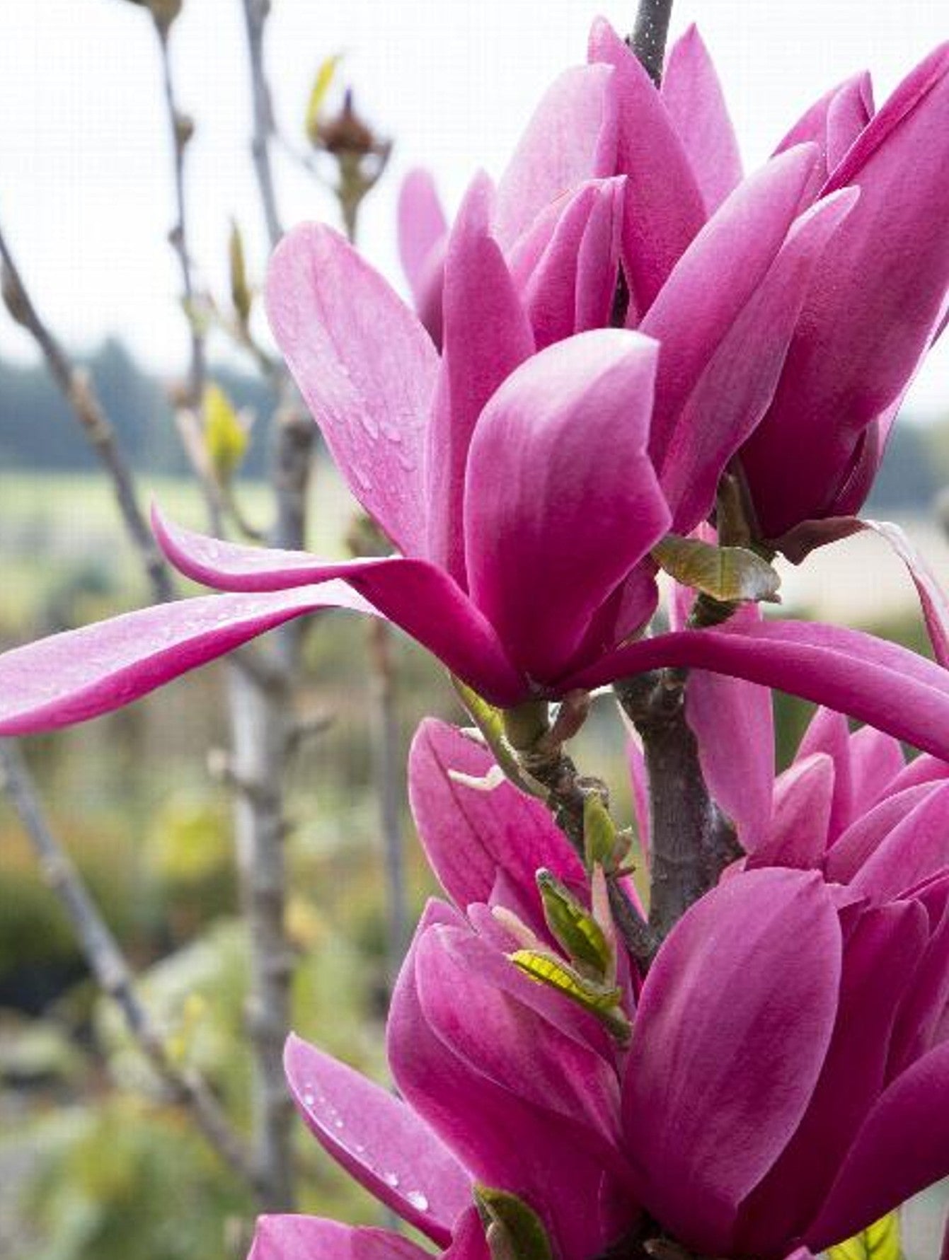 Magnolija sulanžo (Magnolia soulangeana)' Burgundy Star'