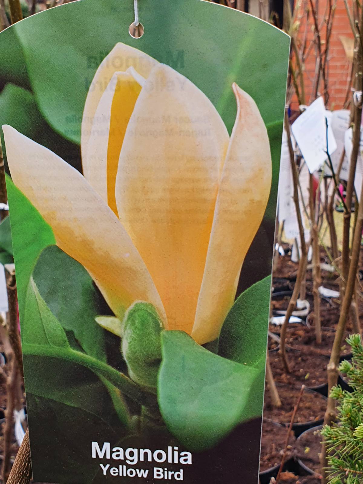 Magnolija sulanžo (Magnolia soulangeana) 'Yellow Bird'