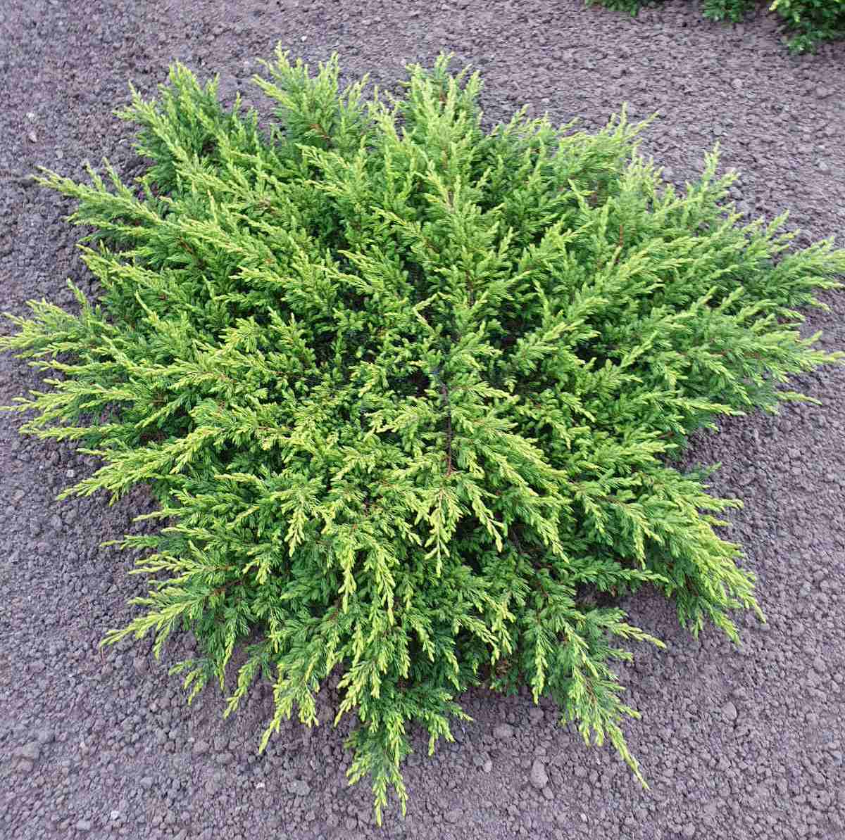 Kadagys paprastasis (Juniperus communis) 'Goldschatz'