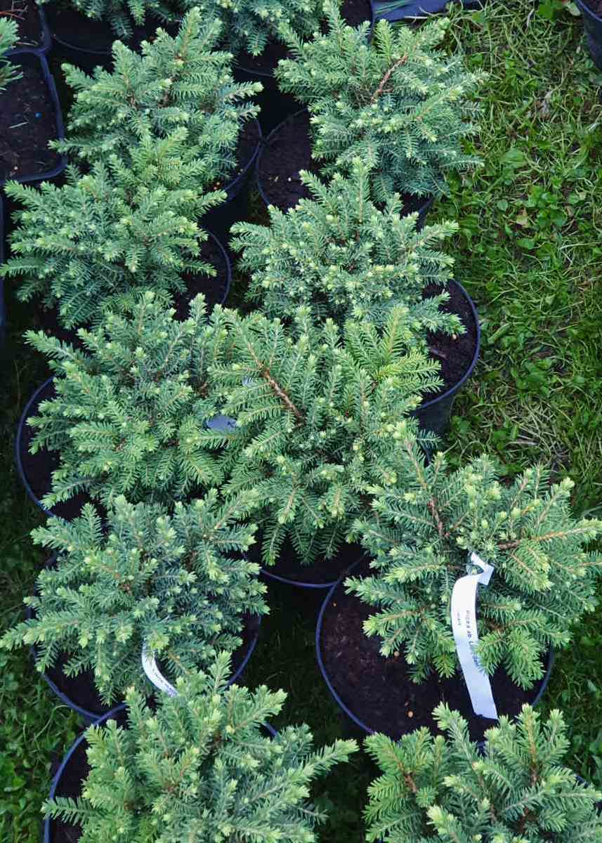 Eglė paprastoji (Picea abies) 'Little Gem'