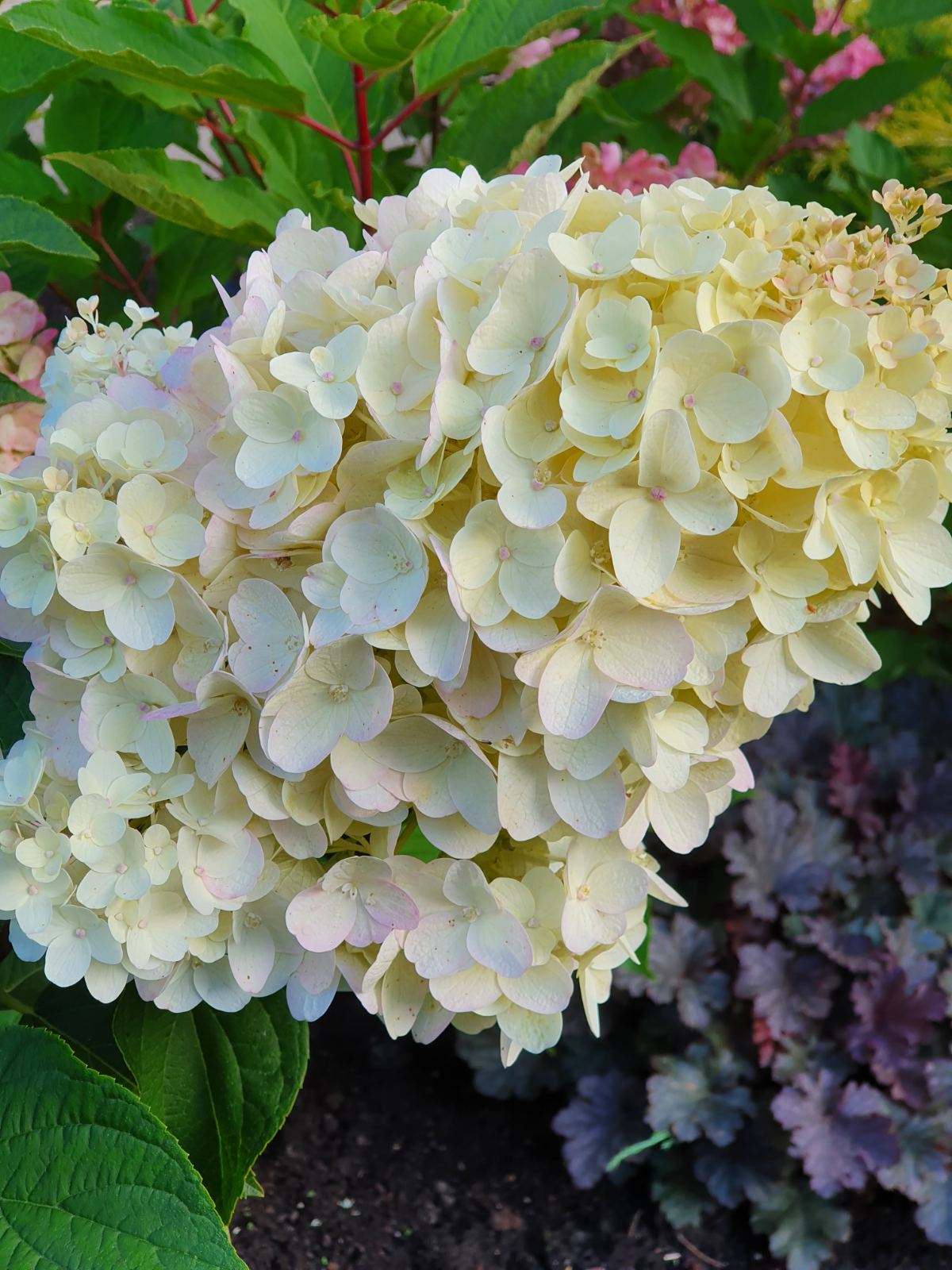 Hortenzija šluotelinė (Hydrangea paniculata) 'Phantom'