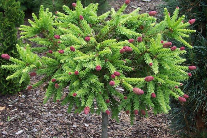 Eglė paprastoji (Picea abies) 'Pusch' Pa
