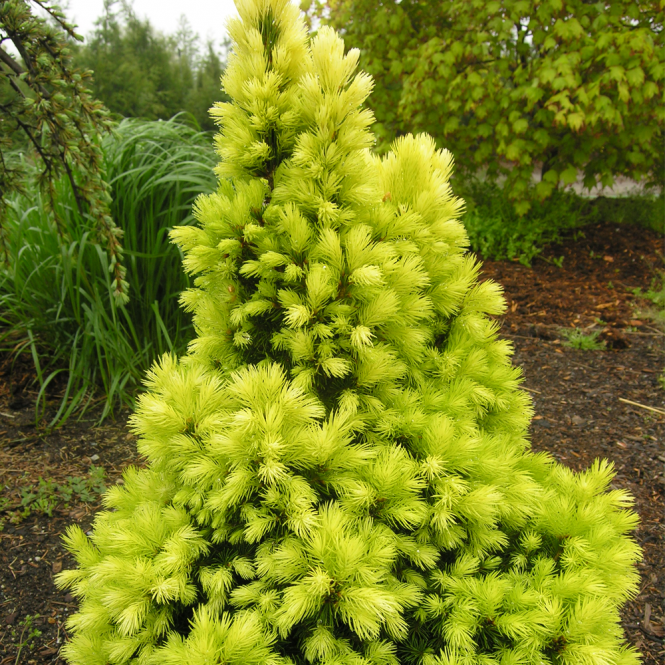 Eglė baltoji (Picea glauca) 'Daisy's White'