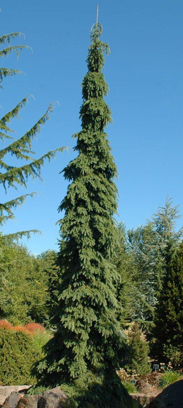 Eglė baltoji (Picea glauca) ‘Pendula'