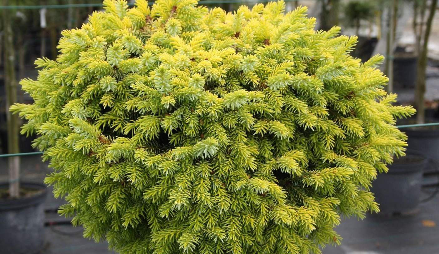 Eglė serbinė (Picea omorika) 'Peve Tijn' Pa