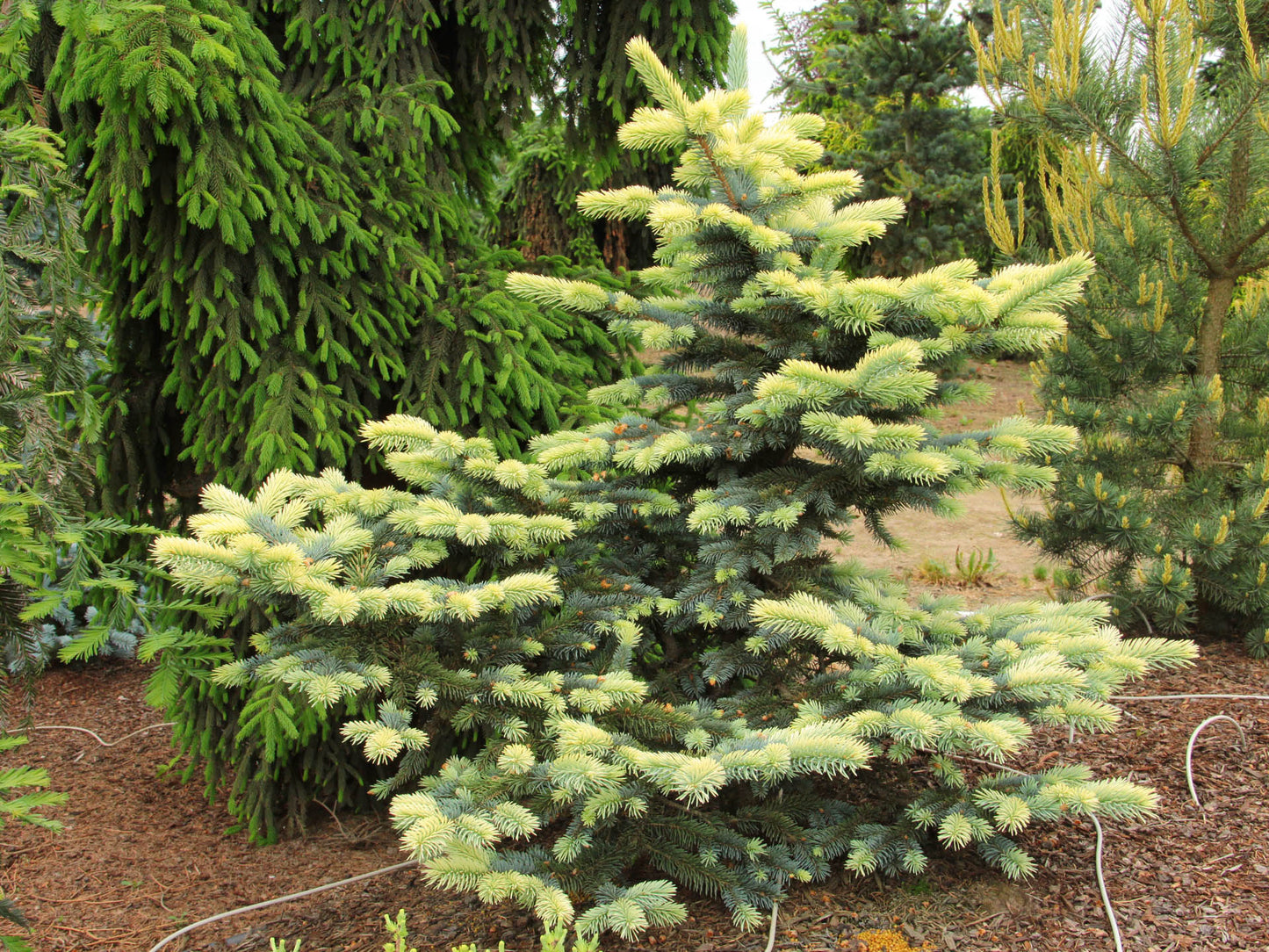 Eglė dygioji (Picea pungens) 'Bialobok'