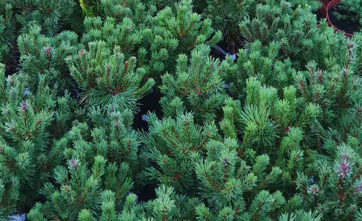Pušis kalninė (Pinus mugo) 'Litomysl'