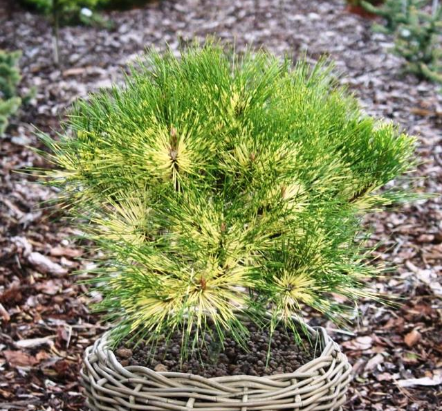 Pušis gausiažiedė (Pinus densiflora) 'Rainbow'