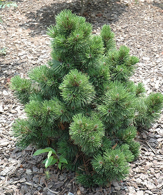 Pušis baltažievė (Pinus leucodermis) 'Irish Bell'