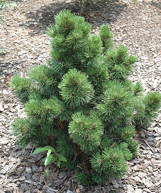 Baltažievė pušis (Pinus leucodermis) 'Irish Bell'
