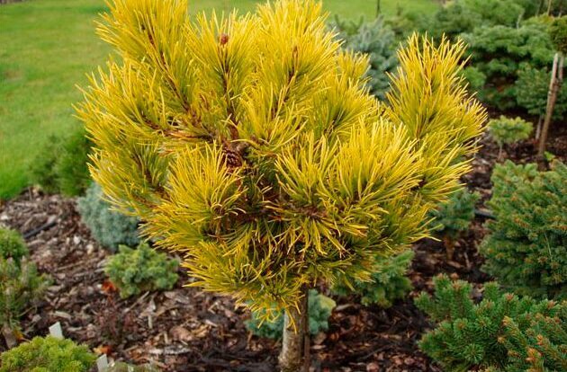 Pušis kalninė (Pinus mugo) 'Dezember Gold' Pa