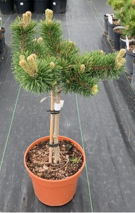 Pušis kalninė (Pinus mugo) 'Jacobsen' Pa
